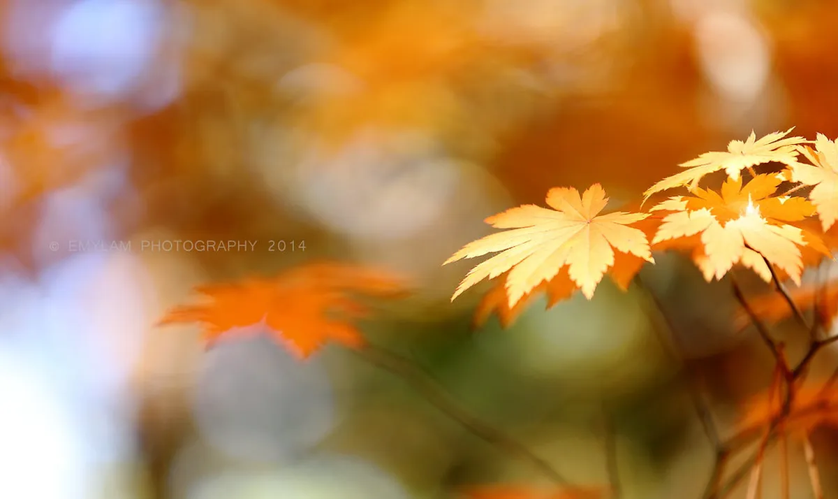 Nami Island in Seoul